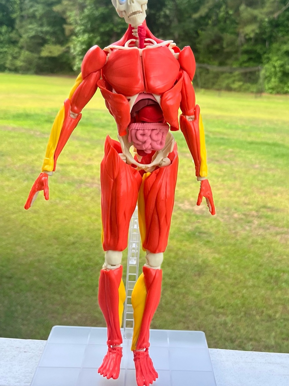 Educational Human Anatomy Model Figure - Red & Yellow